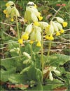 Primula Veris L.