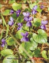 Фиалки (Viola canina L.)