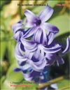 Гиацинт голубой (Hyacinthus orientalis L.)