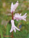 Pink Hyacinth