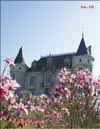 Magnolias in Svetlana's garden