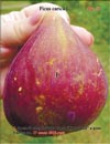 «Moisson» fig variety