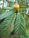 Photina Japonica