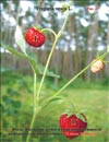 Ягоды Земляники Лесной Fragaria vesca L.