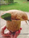 Белые грибы Boletus edulis