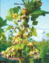 Смородина Чёрная Ribes nigrum L.