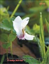 Blooming violets in late November