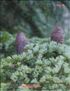 Cedrus Atlantica f. Glauca