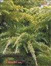 Кедры голубые – Cedrus Atlantica f. Glauca