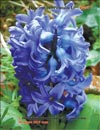 Гиацинты Hyacinthus orientalis L.