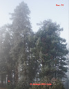 Sequoia Sempervirens