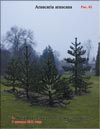 Araucaria araucana