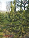 Араукария чилийская (Araucaria araucana)