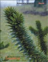 Araucaria araucana