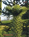 Araucaria araucana