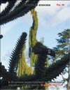 Араукария чилийская (Araucaria araucana)