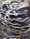 The Maitake (Grifona frondosa)