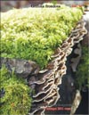 The Maitake (Grifona frondosa)