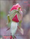 Rose buds, January 2011