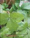 Strawberries, January 2011