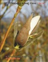 Magnolias, January 2011