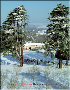 Palm trees and magnolias blanketed by snow