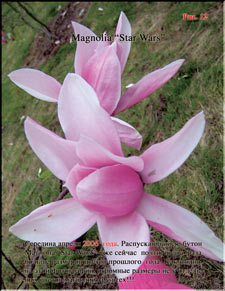 Magnolia «Star Wars»