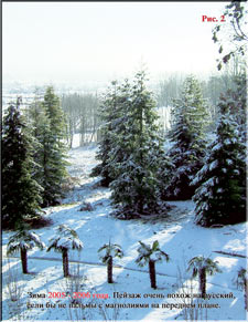 Palm trees and magnolias blanketed by snow