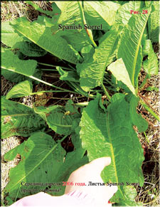 Spanish Sorrel