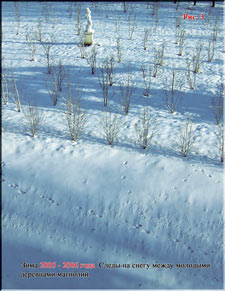 Palm trees and magnolias blanketed by snow