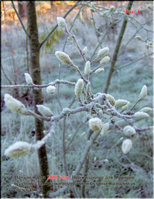 Magniloas covered with ice