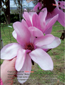 Magnolia «Batty»