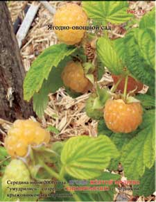 Yellow raspberries