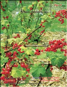 Red currant