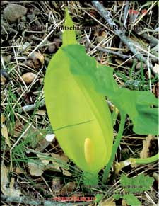 Водные лилии – Lysichiton camtschatcensis