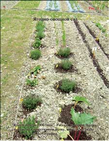 Our new vegetable garden