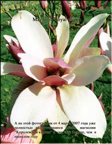 Magnolia «Royal crown»