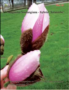 Magnolia «Iolanthe»