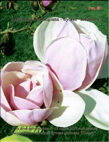 Magnolia «Iolanthe»