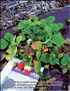 Strawberries in November