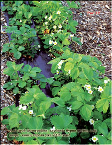 Strawberries in the early spring