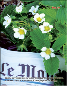 Strawberries in the early spring