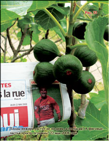 Figs in May