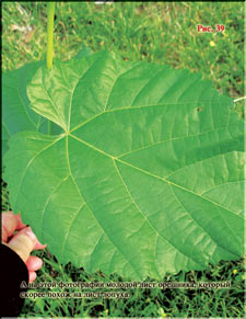 Turkish Hazel like a burdock