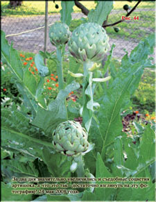 Gigantic artichoke