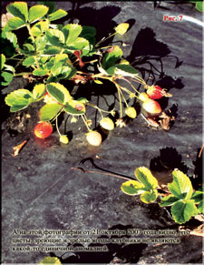 Strawberries in October