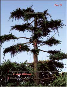 Ливанский кедр (Cedrus Libany)