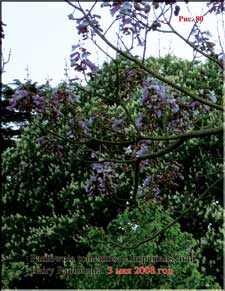 Paulownia in 2008