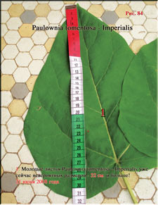 Гигантские листья Павлонии в 2008 году