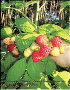 Enormous raspberries in June